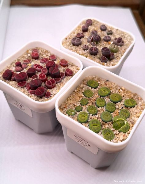 Lithops