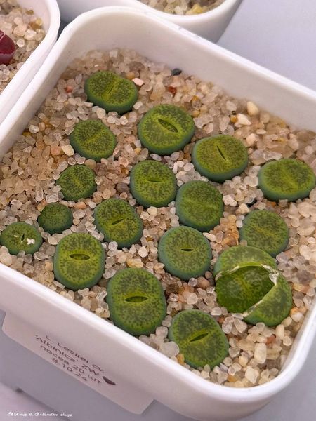 Lithops