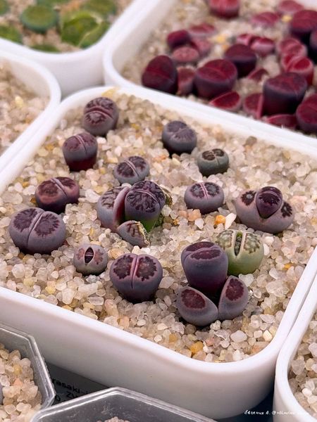 Lithops