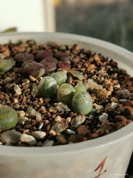 Lithops
