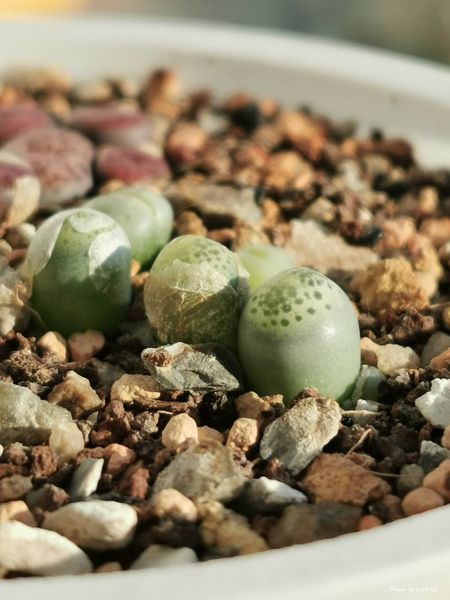 Lithops