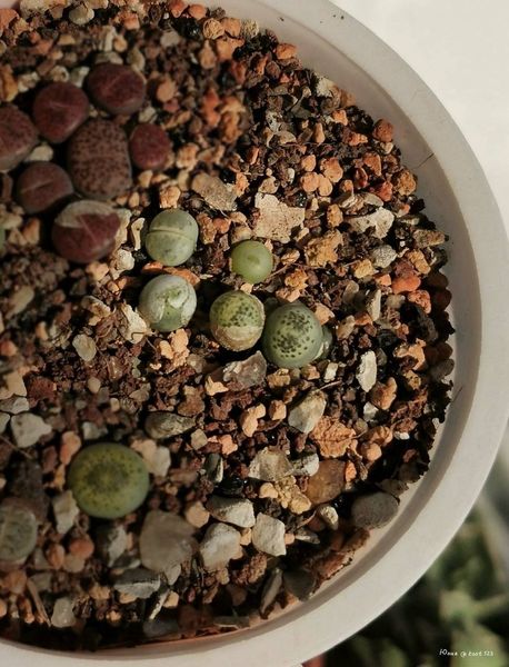 Lithops