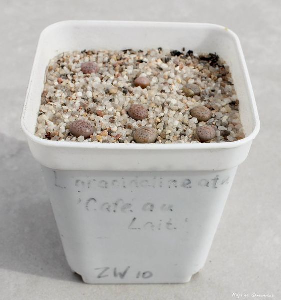 Lithops