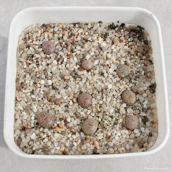 Lithops