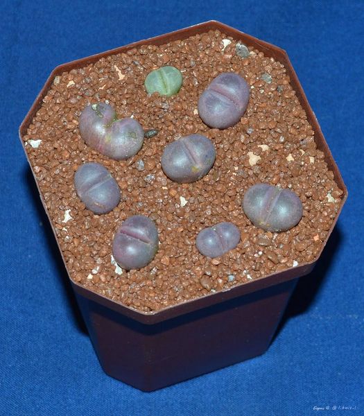 Lithops
