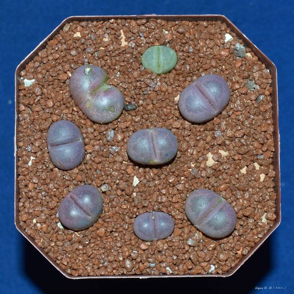 Lithops