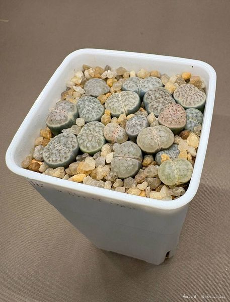 Lithops