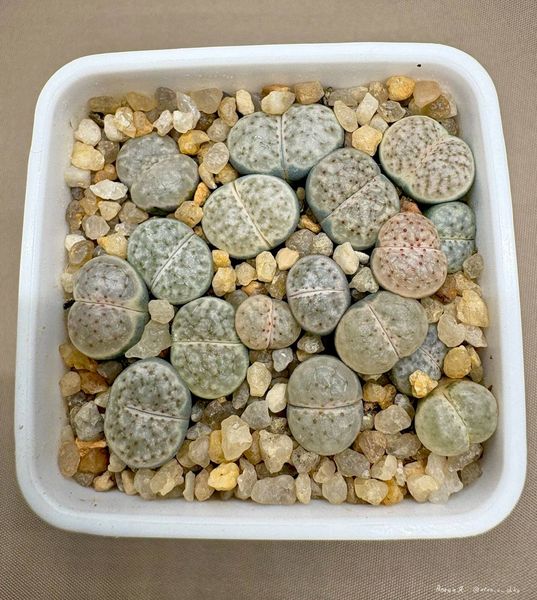 Lithops