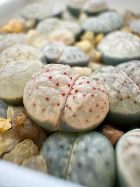 Lithops