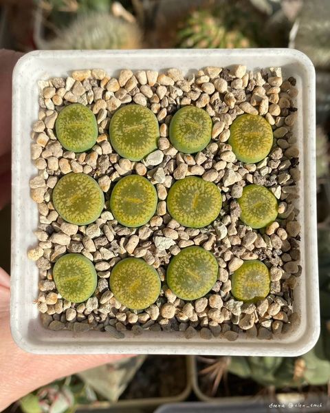 Lithops
