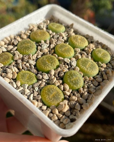 Lithops
