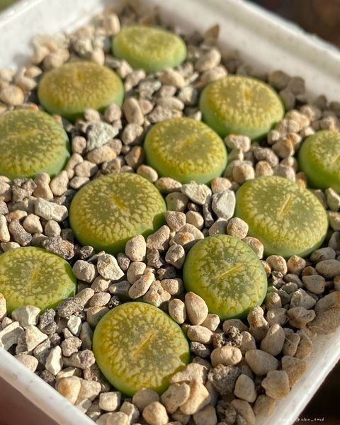 Lithops
