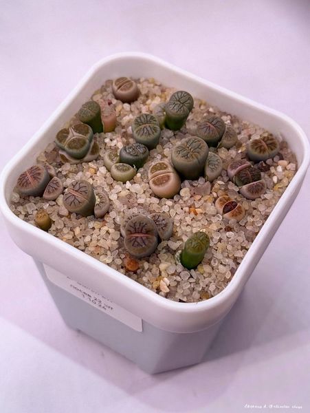 Lithops