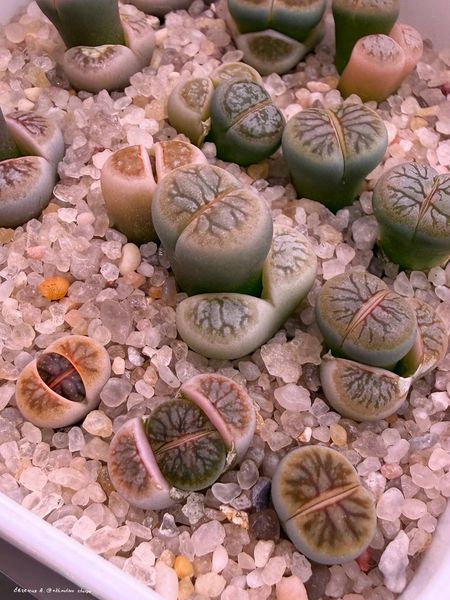 Lithops