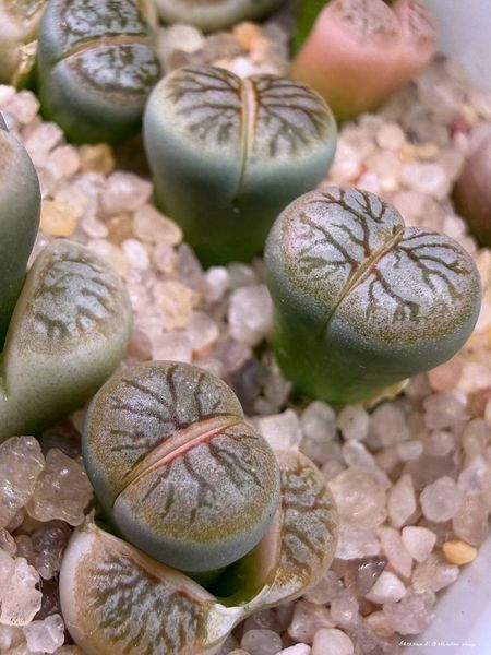 Lithops