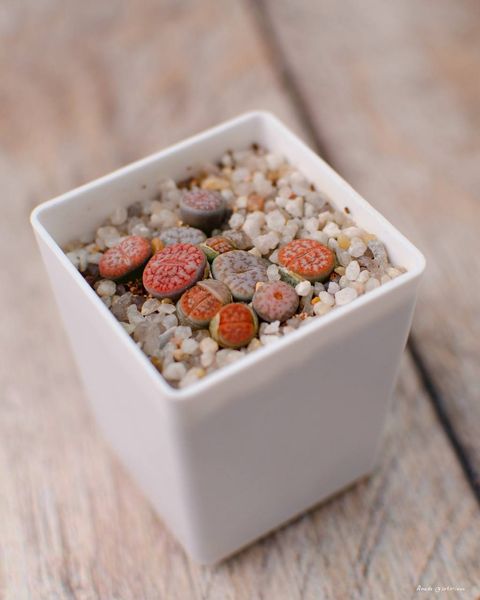 Lithops