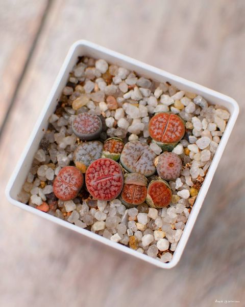 Lithops