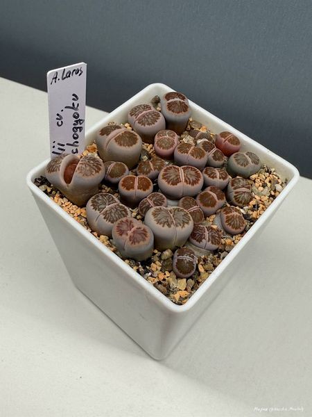 Lithops