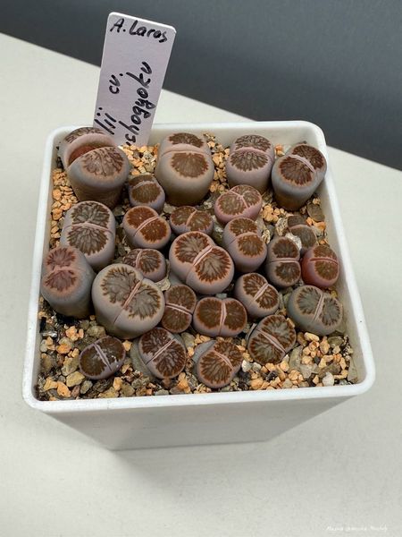 Lithops
