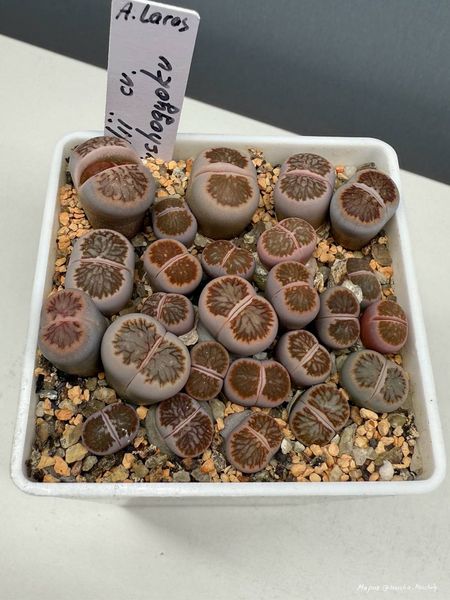 Lithops