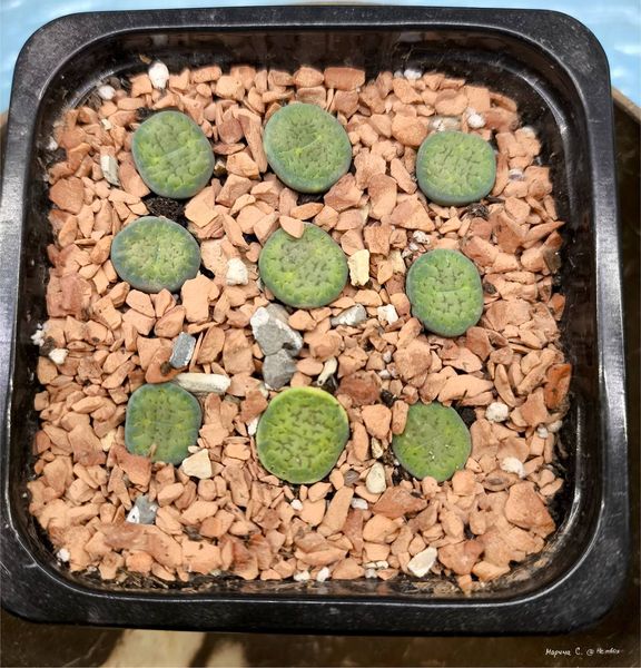Lithops