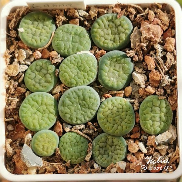L. hookeri var. dabneri cv. 'Annarosa'