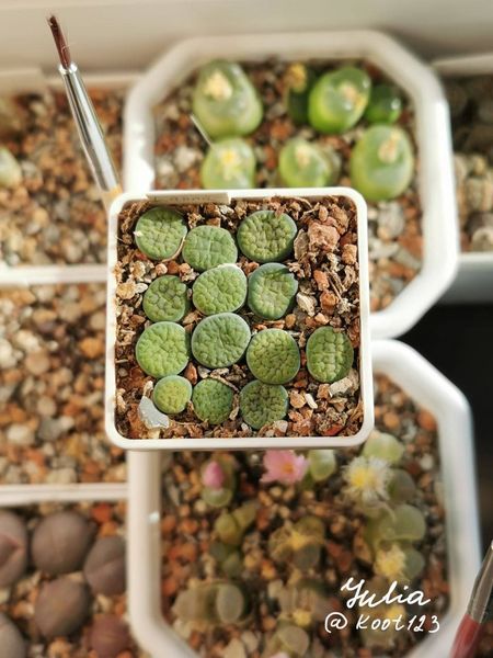 L. hookeri var. dabneri cv. 'Annarosa'