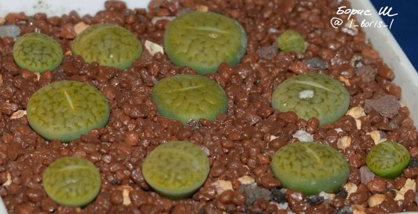 L. hookeri var. dabneri cv. 'Annarosa'