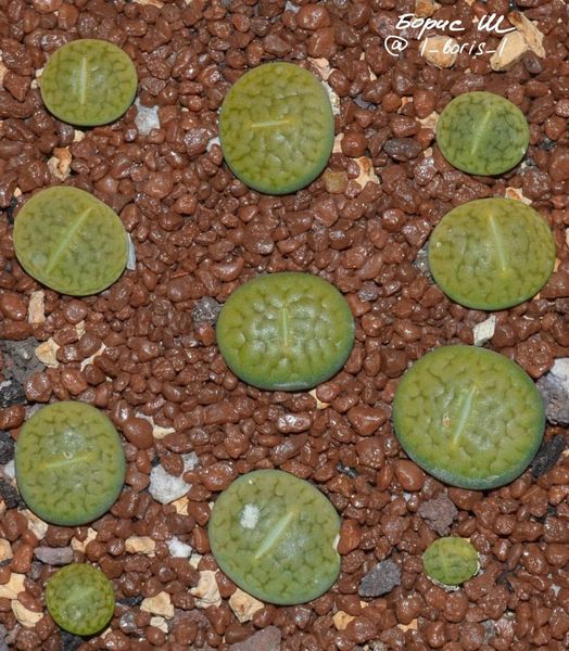 L. hookeri var. dabneri cv. 'Annarosa'
