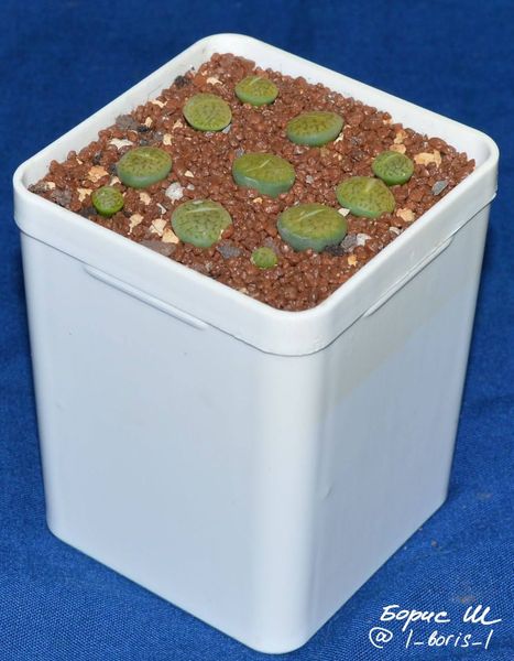 L. hookeri var. dabneri cv. 'Annarosa'