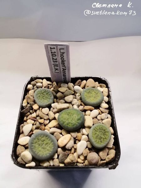 L. hookeri var. dabneri cv. 'Annarosa'