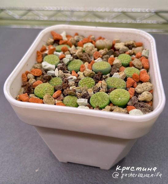 L. hookeri var. dabneri cv. 'Annarosa'
