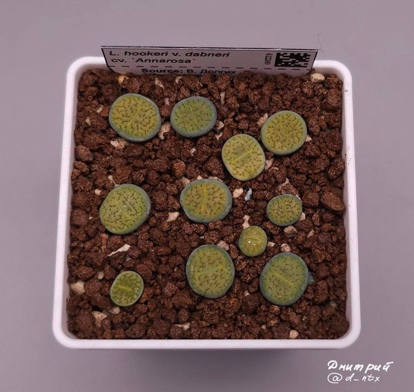 L. hookeri var. dabneri cv. 'Annarosa'