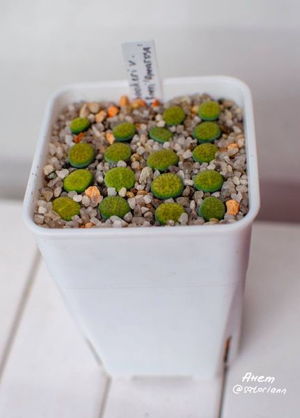 L. hookeri var. dabneri cv. 'Annarosa'