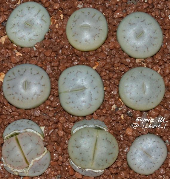 L. gracilidelineata ssp. gracilidelineata var. gracilidelineata, C262