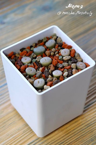 L. gracilidelineata ssp. gracilidelineata var. gracilidelineata, C262