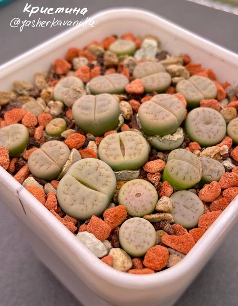 L. gracilidelineata ssp. gracilidelineata var. gracilidelineata, C262