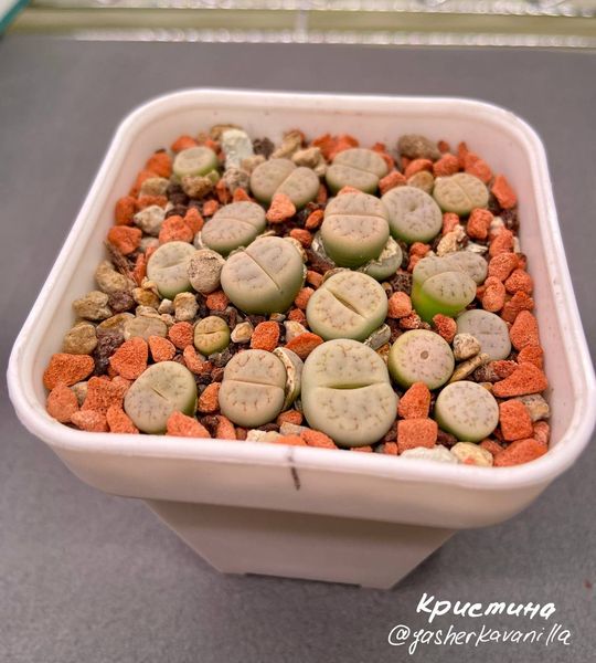 L. gracilidelineata ssp. gracilidelineata var. gracilidelineata, C262
