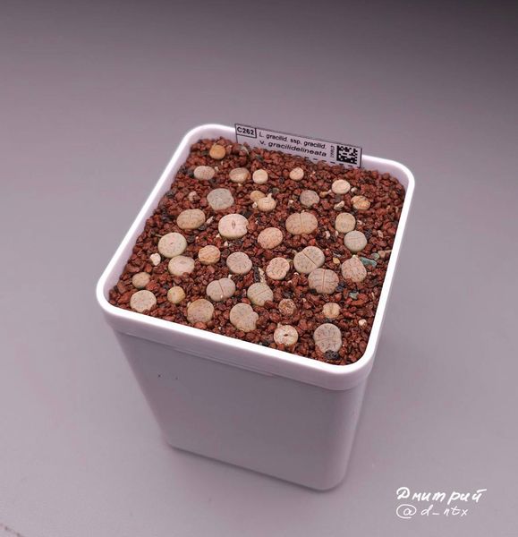 L. gracilidelineata ssp. gracilidelineata var. gracilidelineata, C262
