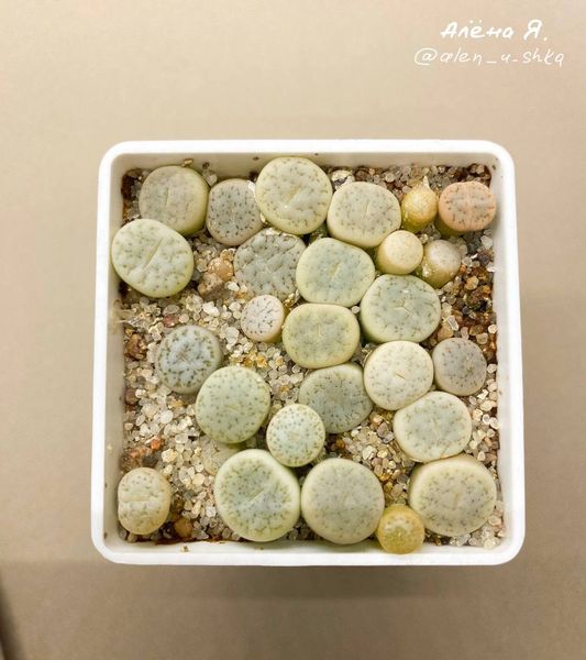 L. gracilidelineata ssp. gracilidelineata var. gracilidelineata, C262