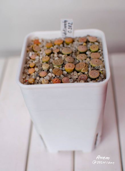 L. gracilidelineata ssp. gracilidelineata var. gracilidelineata, C262