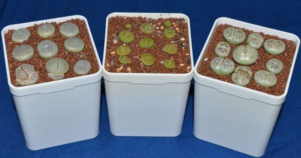 Lithops