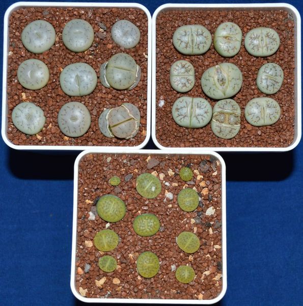 Lithops