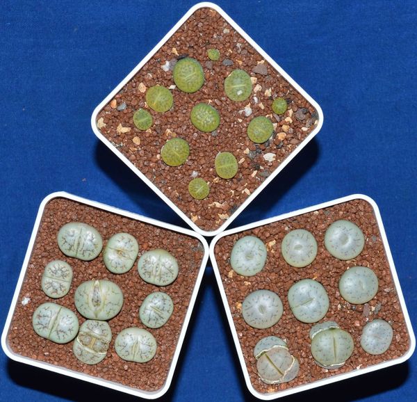 Lithops