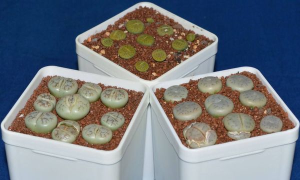 Lithops