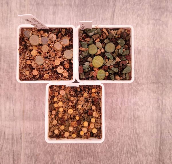 Lithops