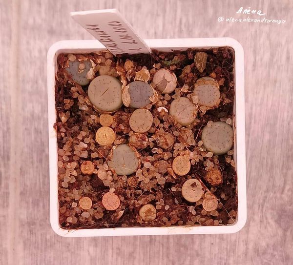 Lithops