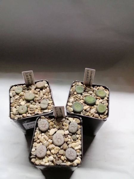 Lithops