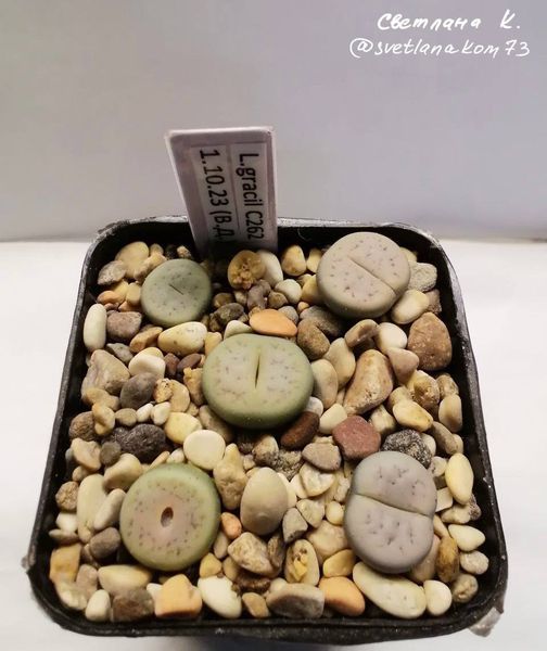 Lithops