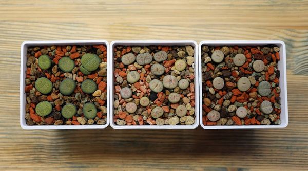 Lithops